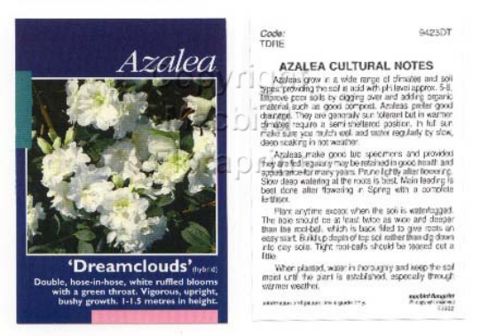 Picture of AZALEA DREAMCLOUDS                                                                                                                                    