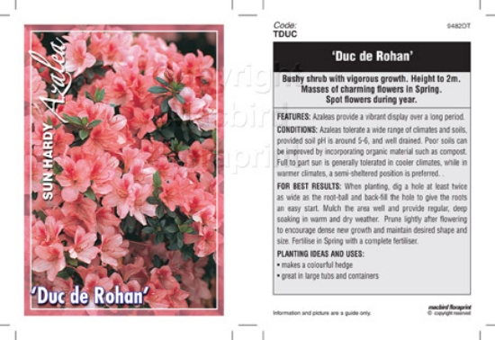 Picture of AZALEA DUC DE ROHAN                                                                                                                                   