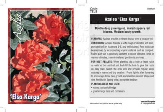 Picture of AZALEA ELSA KARGA                                                                                                                                     