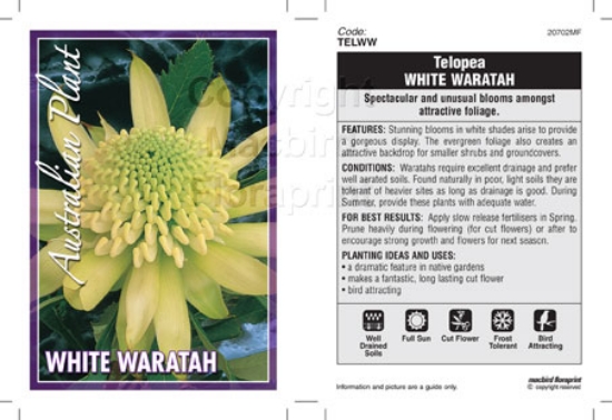 Picture of TELOPEA WHITE WARATAH                                                                                                                                 