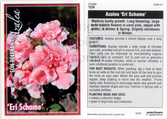 Picture of AZALEA ERI SCHAME                                                                                                                                     