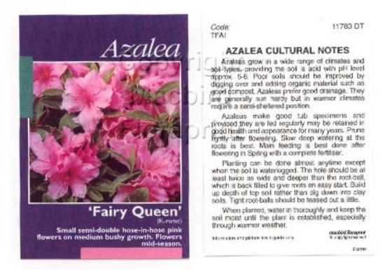 Picture of AZALEA FAIRY QUEEN                                                                                                                                    