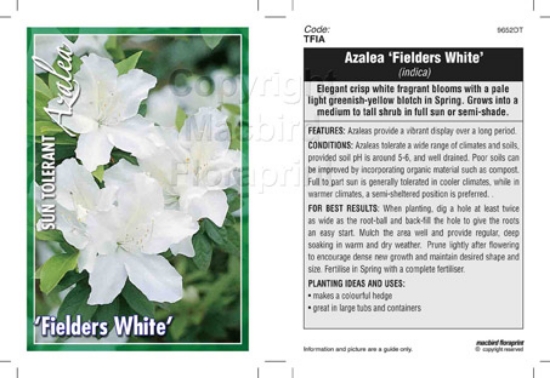Picture of AZALEA FIELDERS WHITE                                                                                                                                 