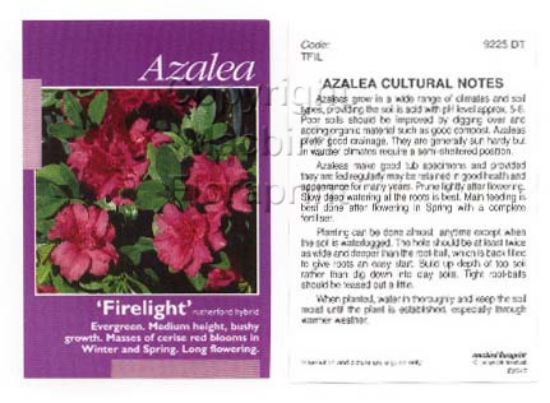 Picture of AZALEA FIRELIGHT                                                                                                                                      