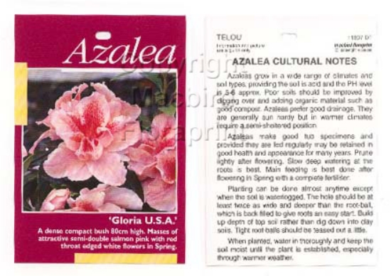 Picture of AZALEA GLORIA USA                                                                                                                                     