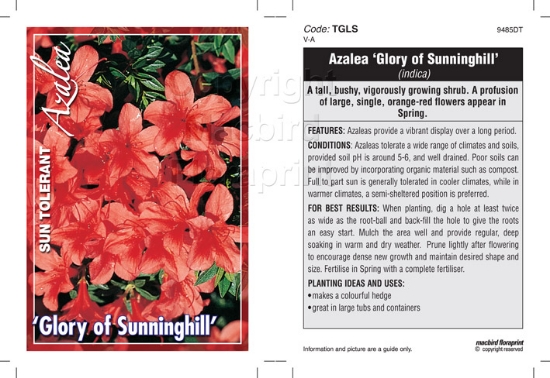 Picture of AZALEA GLORY OF SUNNINGHILL                                                                                                                           