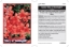 Picture of AZALEA GLORY OF SUNNINGHILL                                                                                                                           