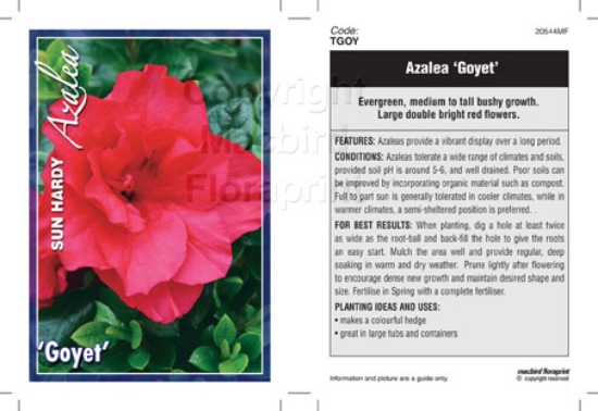 Picture of AZALEA GOYET                                                                                                                                          