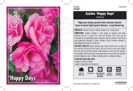 Picture of AZALEA HAPPY DAYS                                                                                                                                     