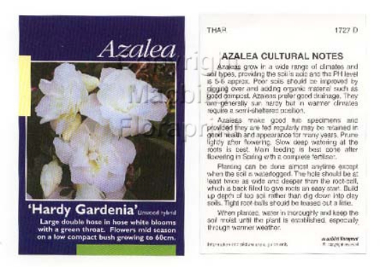 Picture of AZALEA HARDY GARDENIA                                                                                                                                 