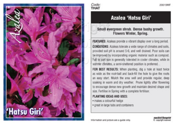 Picture of AZALEA HATSU GIRI                                                                                                                                     