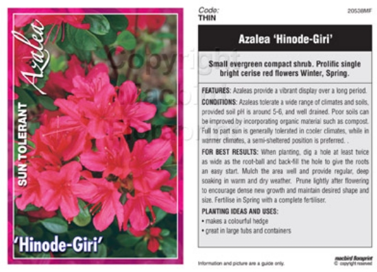 Picture of AZALEA HINODE-GIRI                                                                                                                                    