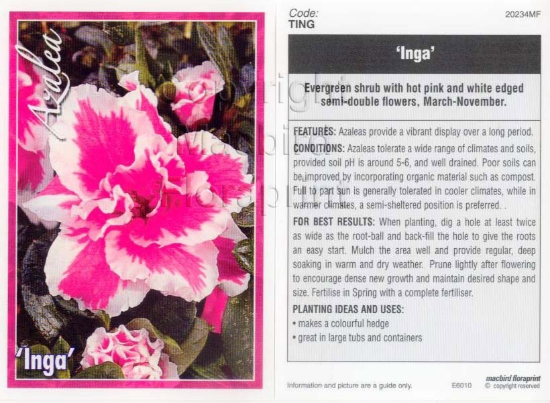 Picture of AZALEA INGA                                                                                                                                           
