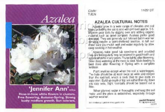 Picture of AZALEA JENNIFER ANN                                                                                                                                   