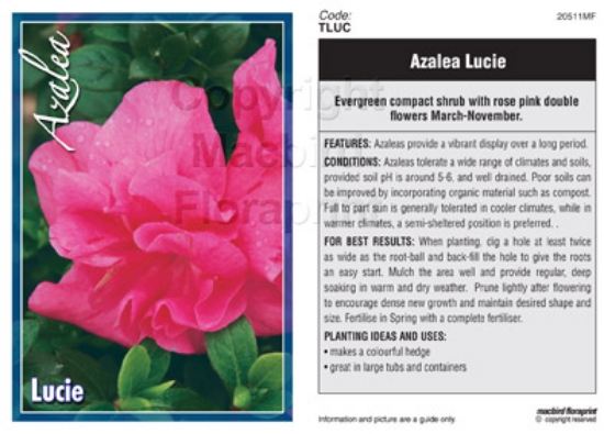 Picture of AZALEA LUCIE                                                                                                                                          