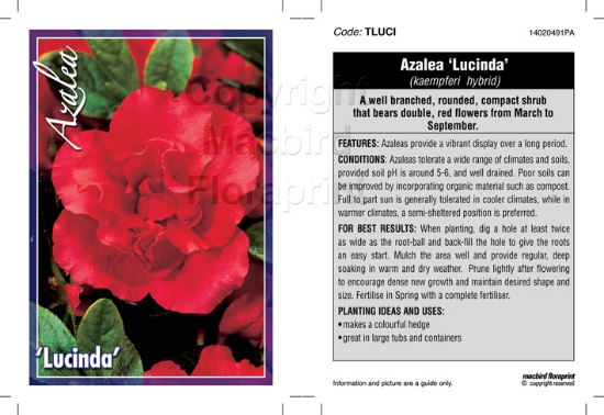 Picture of AZALEA LUCINDA                                                                                                                                        