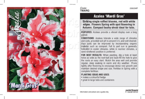 Picture of AZALEA MARDI GRAS                                                                                                                                     
