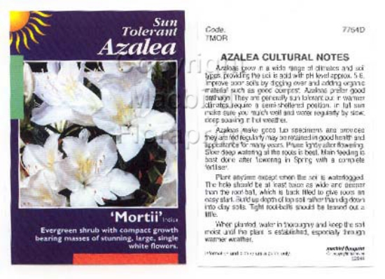 Picture of AZALEA MORTII                                                                                                                                         