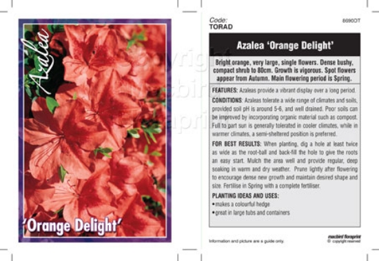 Picture of AZALEA ORANGE DELIGHT                                                                                                                                 