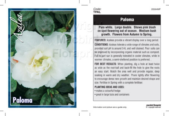 Picture of AZALEA PALOMA                                                                                                                                         