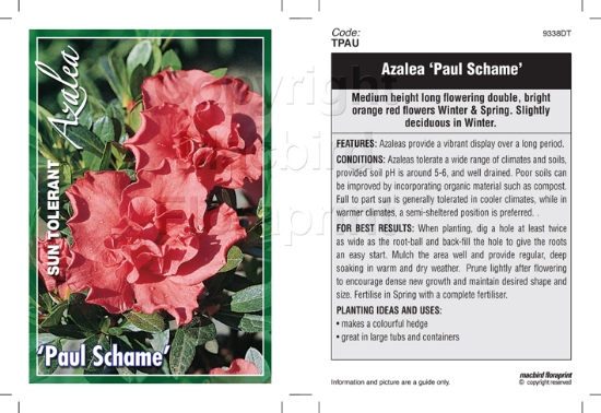 Picture of AZALEA PAUL SCHAME                                                                                                                                    