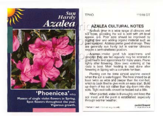 Picture of AZALEA PHOENICEUM                                                                                                                                     