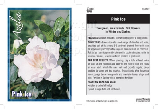 Picture of AZALEA PINK ICE                                                                                                                                       