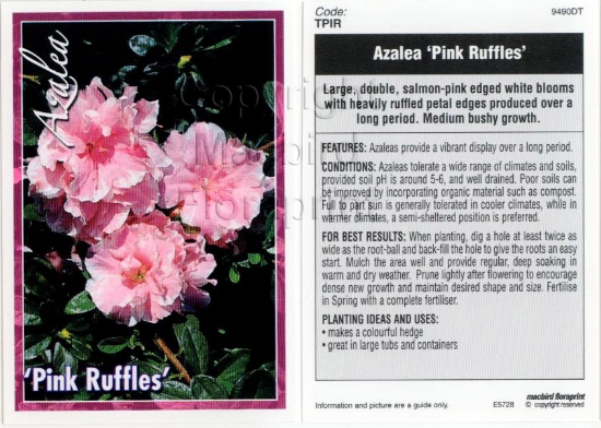 Picture of AZALEA PINK RUFFLES                                                                                                                                   