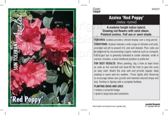 Picture of AZALEA RED POPPY                                                                                                                                      
