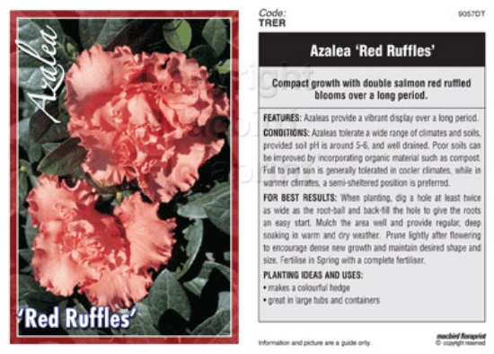 Picture of AZALEA RED RUFFLES                                                                                                                                    