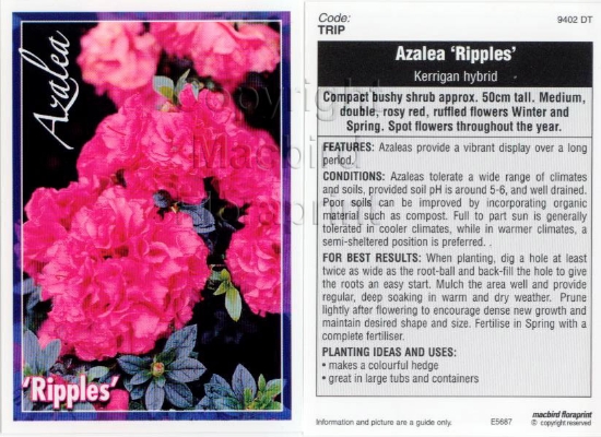 Picture of AZALEA RIPPLES                                                                                                                                        