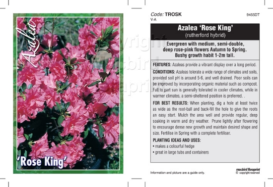 Picture of AZALEA ROSE KING                                                                                                                                      