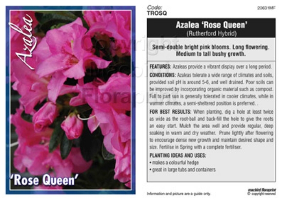 Picture of AZALEA ROSE QUEEN                                                                                                                                     