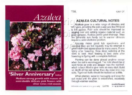 Picture of AZALEA SILVER ANNIVERSARY                                                                                                                             