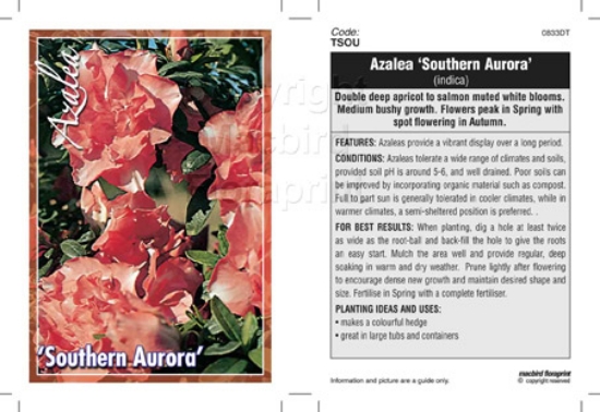 Picture of AZALEA SOUTHERN AURORA                                                                                                                                