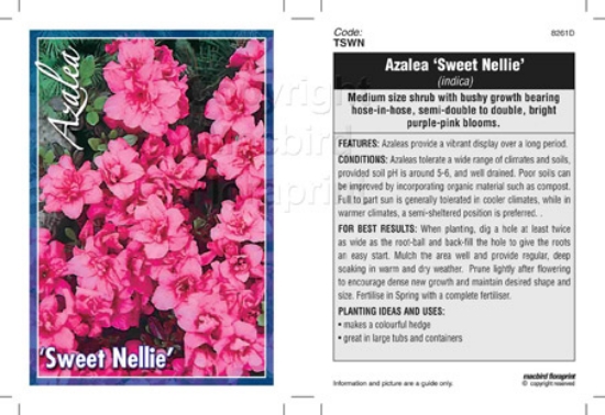 Picture of AZALEA SWEET NELLIE                                                                                                                                   