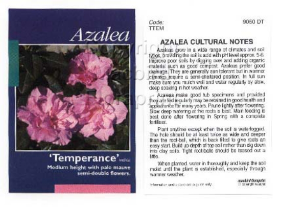 Picture of AZALEA TEMPERANCE                                                                                                                                     
