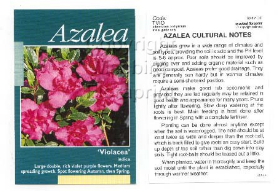 Picture of AZALEA VIOLACEA                                                                                                                                       