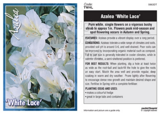 Picture of AZALEA WHITE LACE                                                                                                                                     