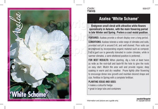 Picture of AZALEA WHITE SCHAME                                                                                                                                   