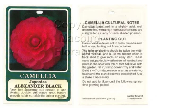 Picture of CAMELLIA ALEXANDER BLACK                                                                                                                              