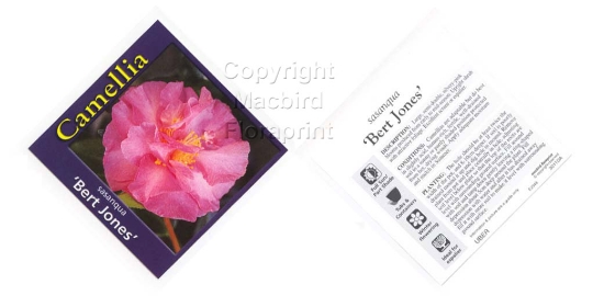 Picture of CAMELLIA BERT JONES                                                                                                                                   