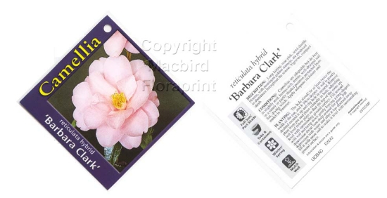 Picture of CAMELLIA BARBARA CLARK                                                                                                                                