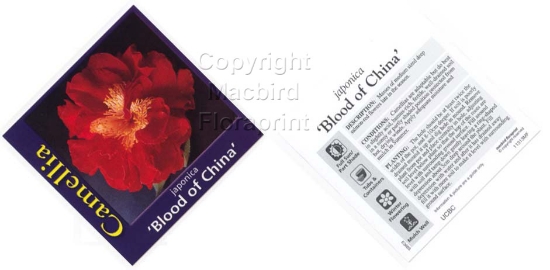 Picture of CAMELLIA BLOOD OF CHINA                                                                                                                               