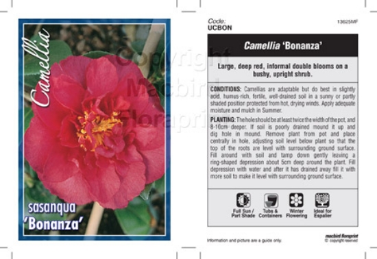 Picture of CAMELLIA BONANZA                                                                                                                                      