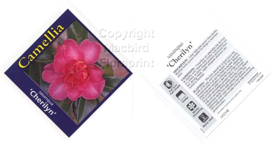 Picture of CAMELLIA CHERILYN                                                                                                                                     