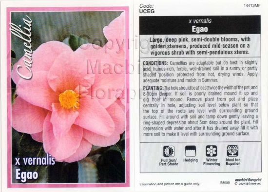 Picture of CAMELLIA EGAO                                                                                                                                         