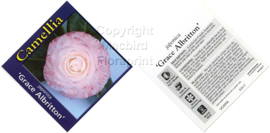 Picture of CAMELLIA GRACE ALBRITTON                                                                                                                              