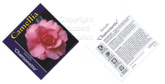 Picture of CAMELLIA CHANSONETTE                                                                                                                                  