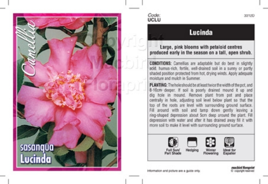 Picture of CAMELLIA LUCINDA                                                                                                                                      